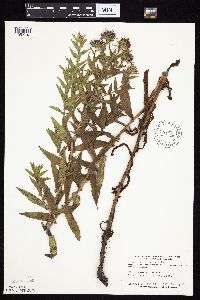 Symphyotrichum novae-angliae image