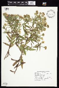 Symphyotrichum novae-angliae image
