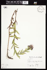 Symphyotrichum novae-angliae image