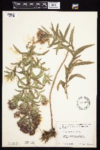Symphyotrichum novae-angliae image