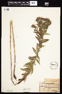 Symphyotrichum novae-angliae image