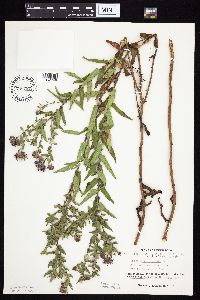 Symphyotrichum novae-angliae image