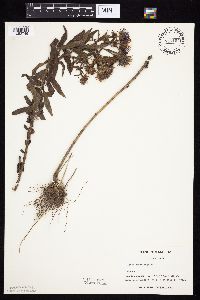 Symphyotrichum novae-angliae image
