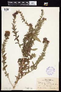 Symphyotrichum novae-angliae image