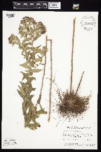 Symphyotrichum novae-angliae image