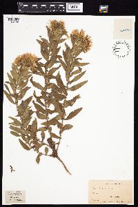 Symphyotrichum novae-angliae image