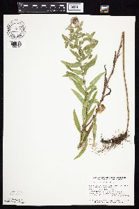 Symphyotrichum novae-angliae image
