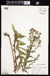 Symphyotrichum novae-angliae image