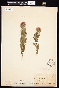 Symphyotrichum novae-angliae image