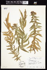 Symphyotrichum novae-angliae image