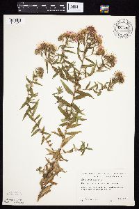Symphyotrichum novae-angliae image