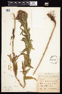 Symphyotrichum novae-angliae image