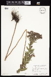 Symphyotrichum novae-angliae image