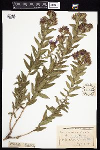 Symphyotrichum novae-angliae image