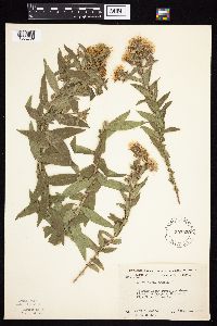 Symphyotrichum novae-angliae image