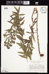 Symphyotrichum novae-angliae image