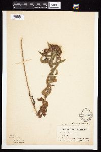 Symphyotrichum novae-angliae image