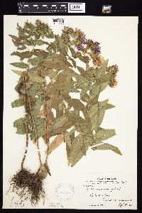 Symphyotrichum novae-angliae image
