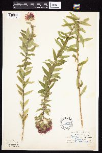 Symphyotrichum novae-angliae image