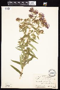 Symphyotrichum novae-angliae image