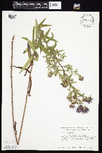 Symphyotrichum novae-angliae image