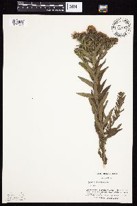 Symphyotrichum novae-angliae image