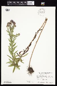 Symphyotrichum novae-angliae image