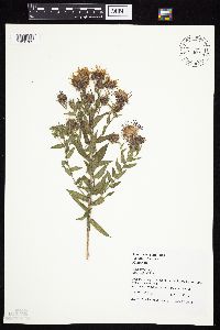 Symphyotrichum novae-angliae image