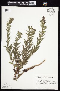 Symphyotrichum novae-angliae image