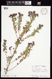 Symphyotrichum novae-angliae image