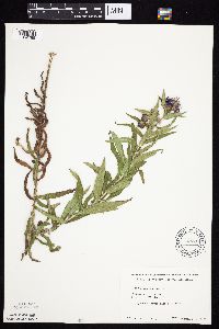 Symphyotrichum novae-angliae image