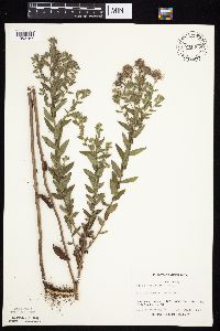 Symphyotrichum novae-angliae image