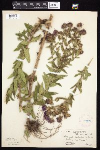 Symphyotrichum novae-angliae image