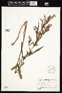 Symphyotrichum novi-belgii image