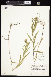 Symphyotrichum novi-belgii image