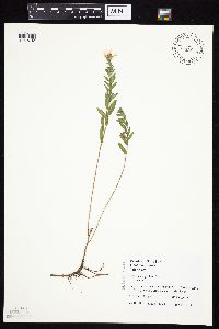 Symphyotrichum oblongifolium image