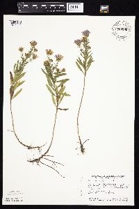 Symphyotrichum oblongifolium image