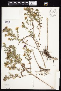 Symphyotrichum oblongifolium image