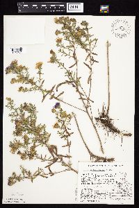 Symphyotrichum oblongifolium image