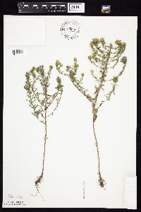 Symphyotrichum oblongifolium image