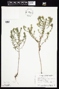 Symphyotrichum oblongifolium image