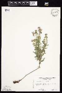 Symphyotrichum oblongifolium image