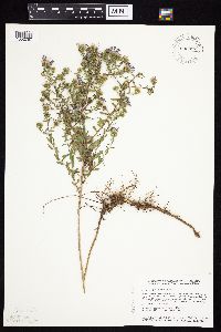 Symphyotrichum oblongifolium image