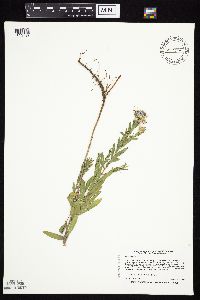 Symphyotrichum oblongifolium image