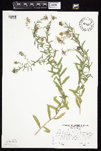 Symphyotrichum oblongifolium image