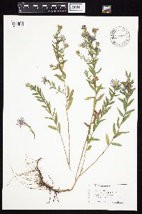 Symphyotrichum oblongifolium image