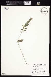 Symphyotrichum oblongifolium image