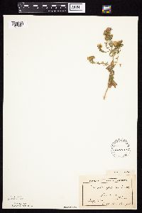 Symphyotrichum oblongifolium image