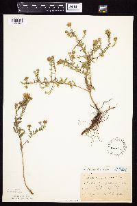 Symphyotrichum oblongifolium image