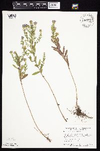 Symphyotrichum oblongifolium image